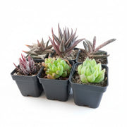 Haworthia Succulents Pack of 6