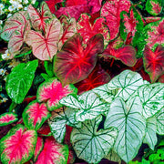 Caladium Bulbs Mix (Thai)