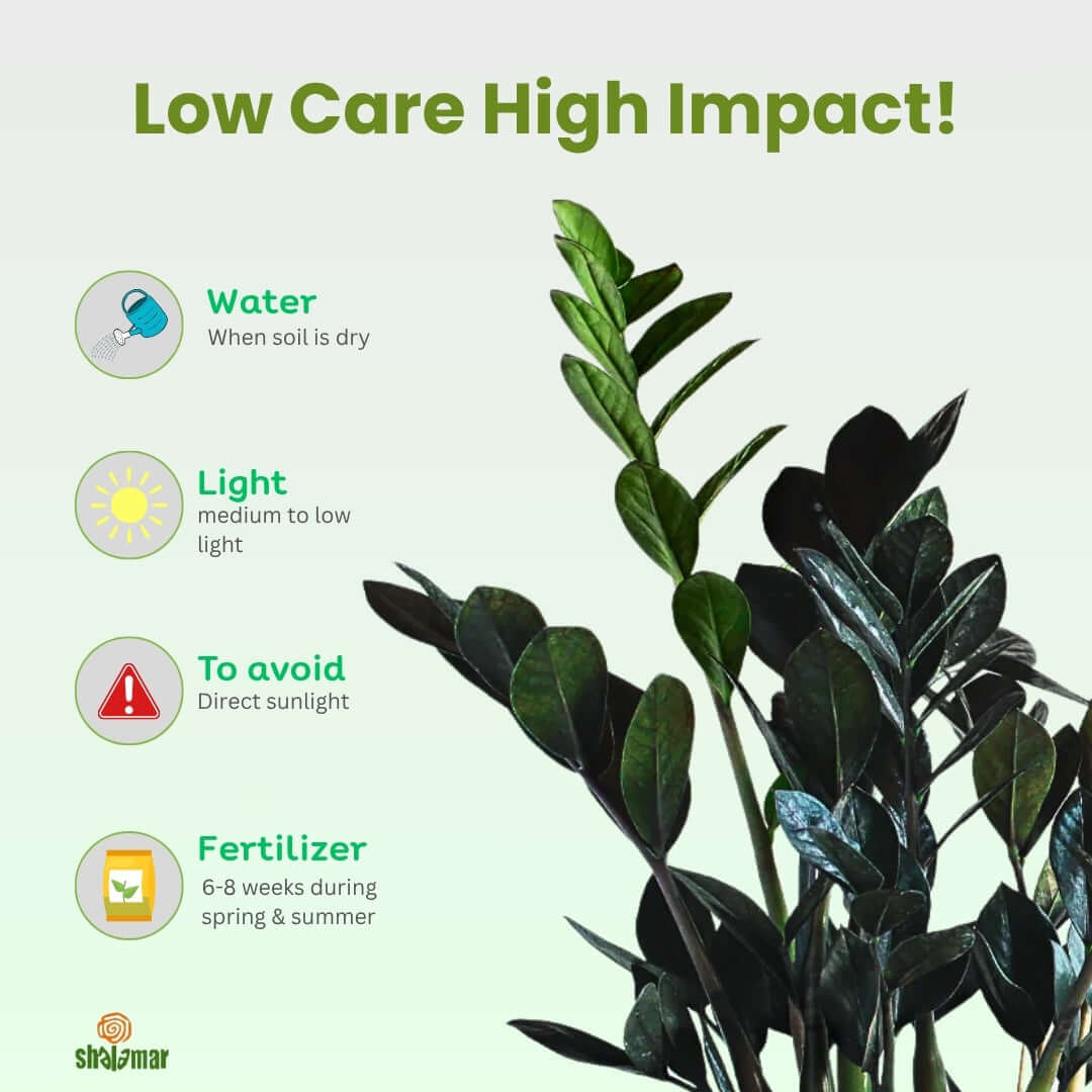 ZZ plant care guide: water when dry, grow in medium to low light, avoid direct sunlight, and fertilize spring-summer.