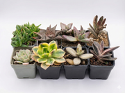 Assorted Succulents Pack of 8