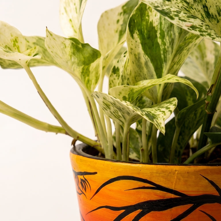 Money Plant Marble Queen in Sunset Grove Terra Pot