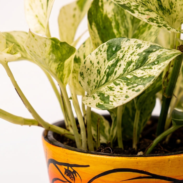 Money Plant Marble Queen in Sunset Grove Terra Pot