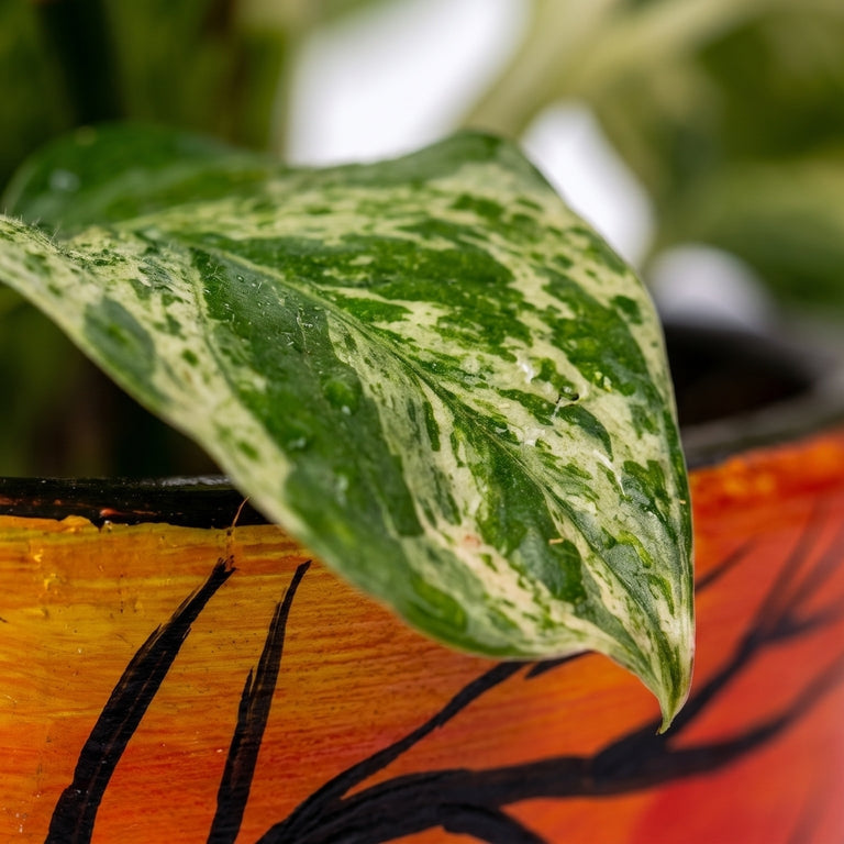 Money Plant Marble Queen in Sunset Grove Terra Pot