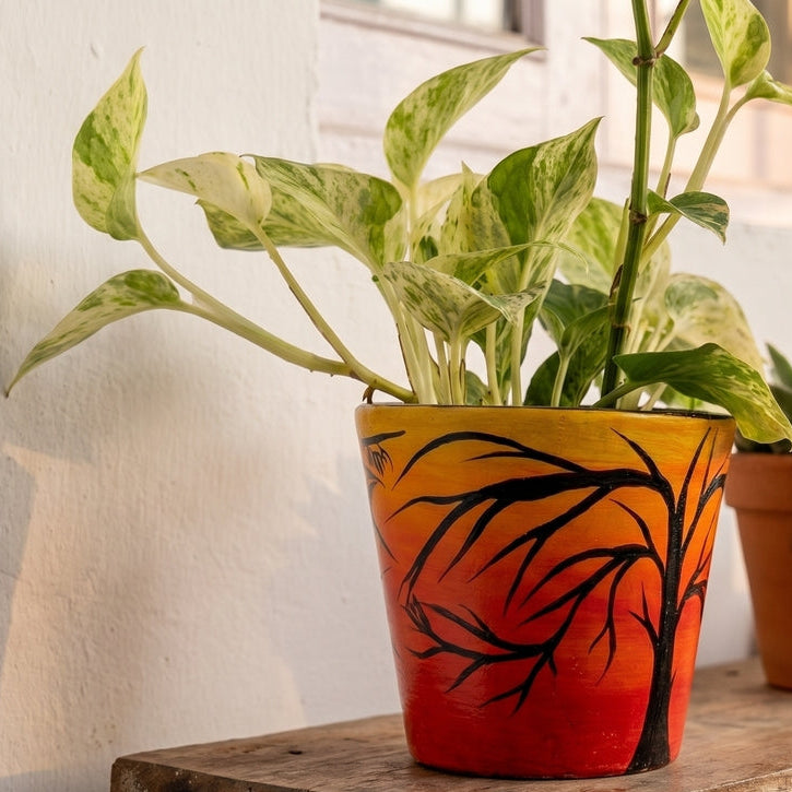 Money Plant Marble Queen in Sunset Grove Terra Pot