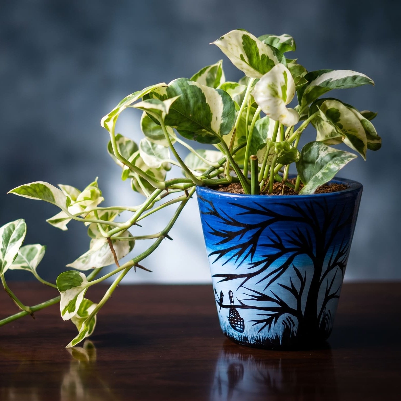 Money Plant N Joy in Moonlit Grove Terra Pot