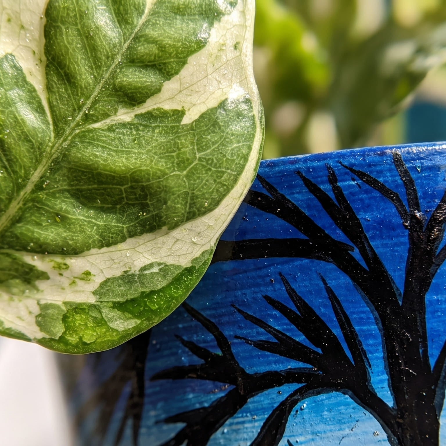 Money Plant N Joy in Moonlit Grove Terra Pot