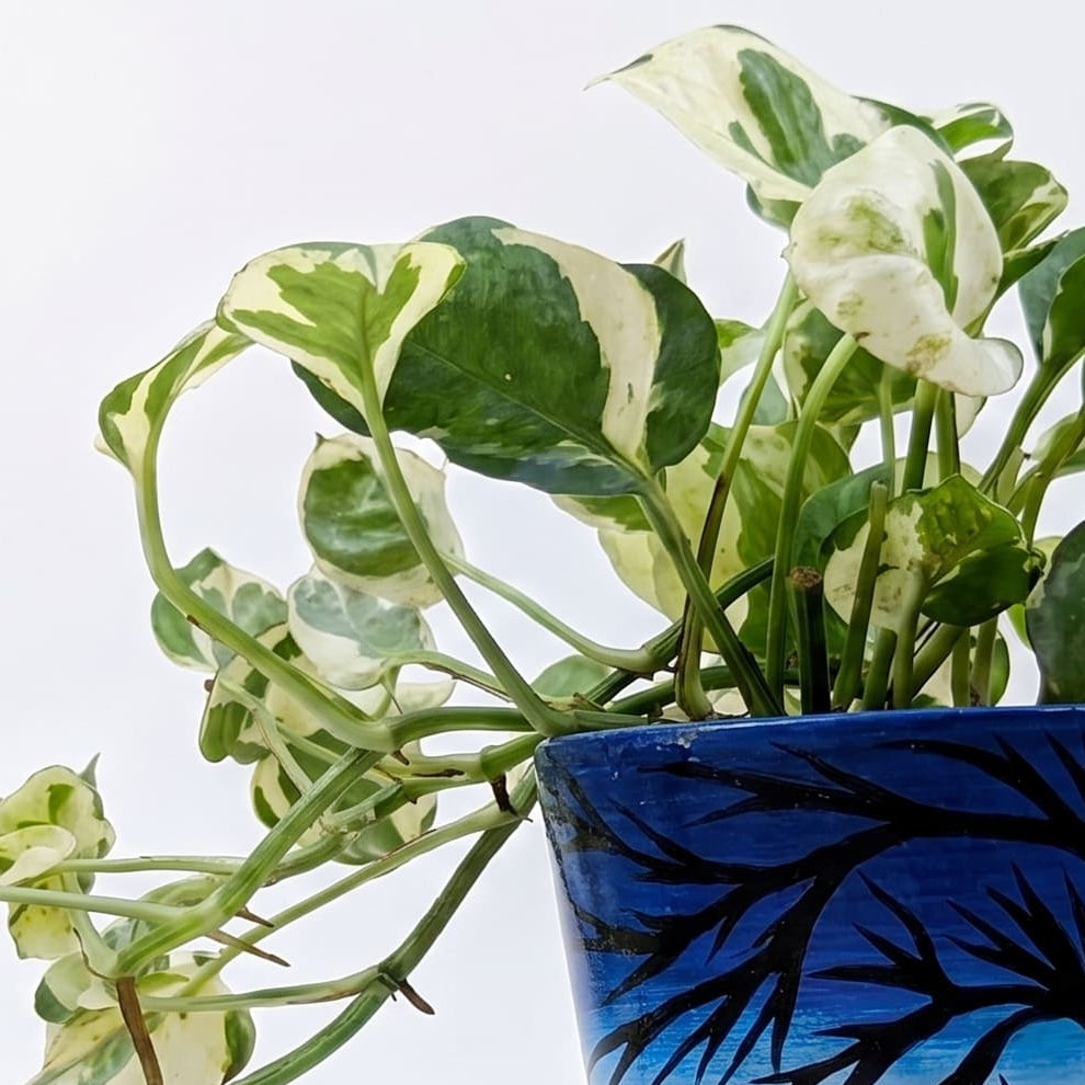 Money Plant N Joy in Moonlit Grove Terra Pot