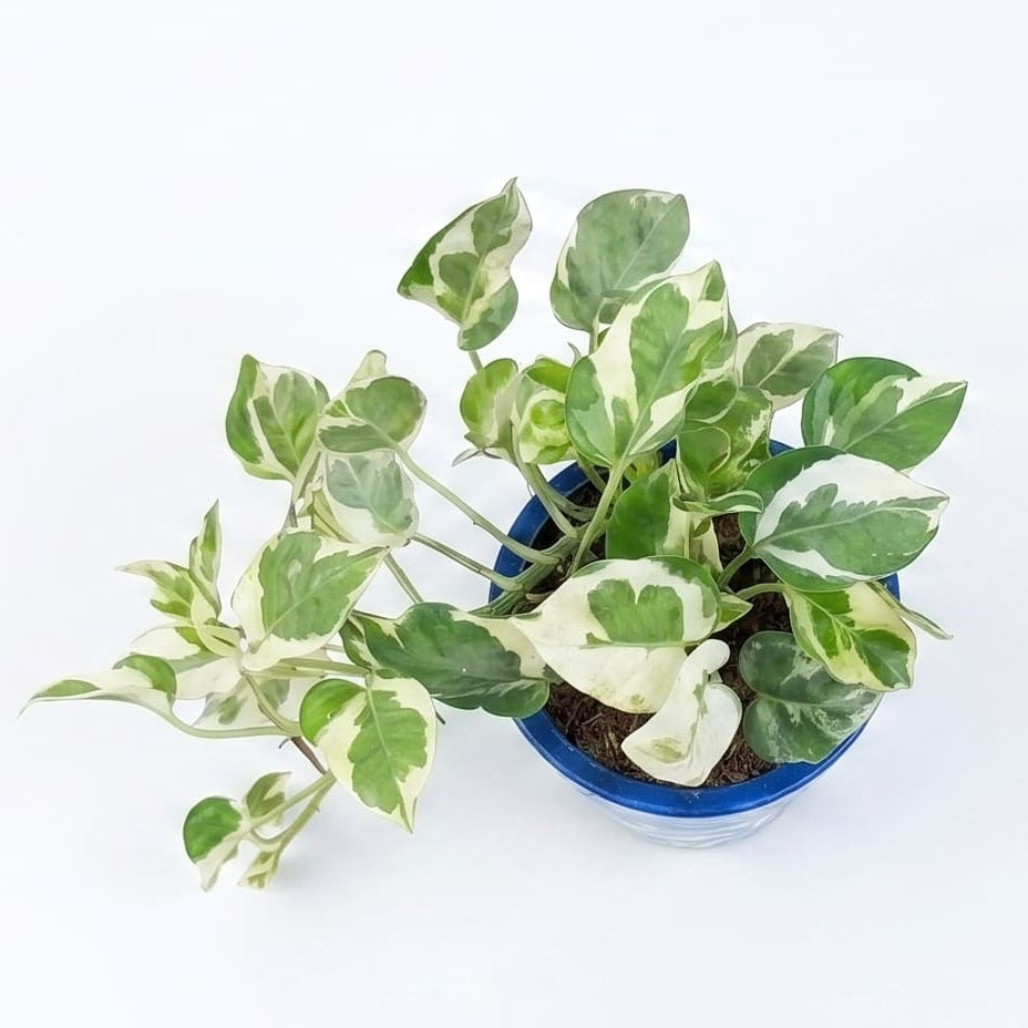Money Plant N Joy in Moonlit Grove Terra Pot