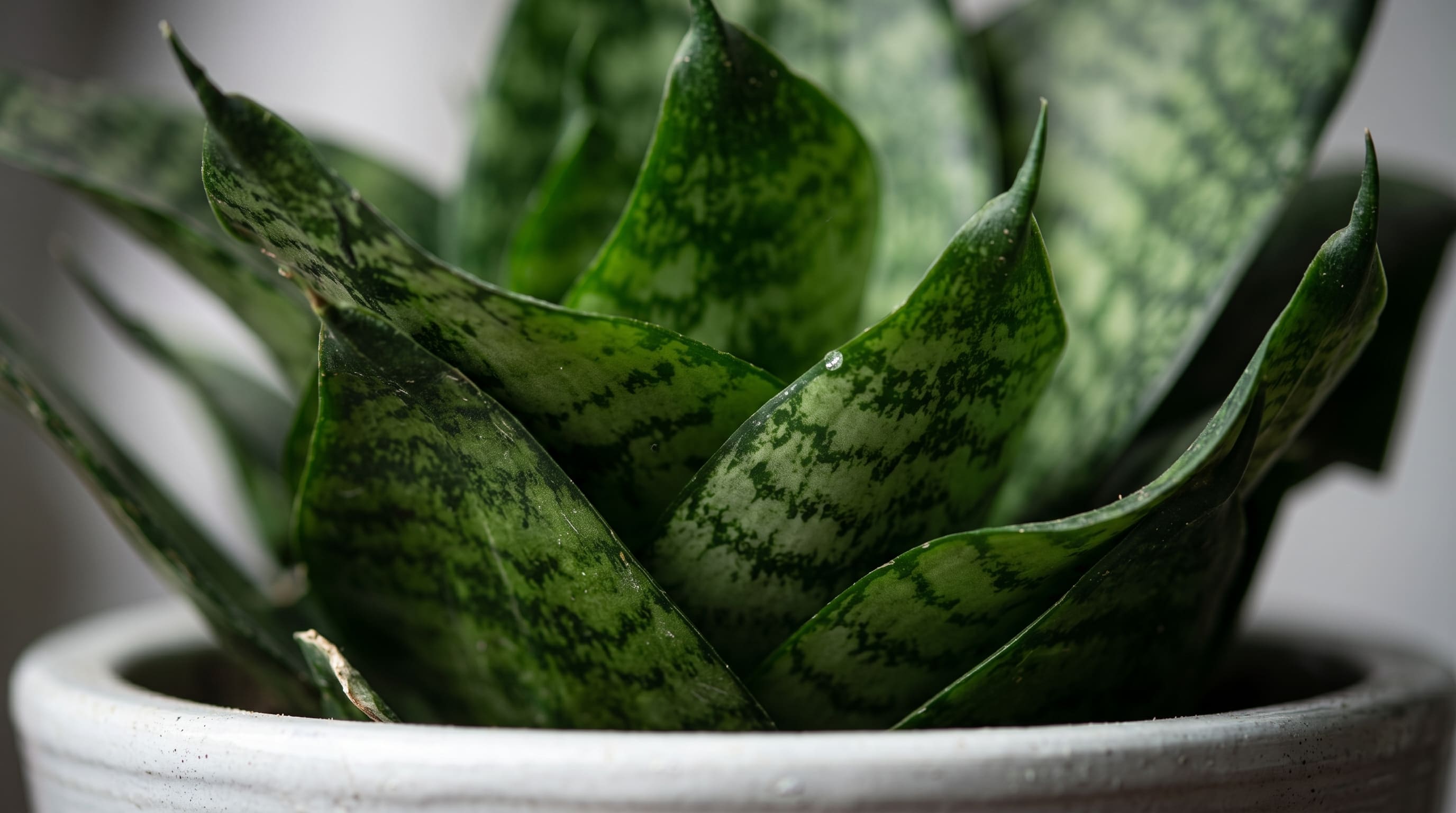 Snake Plant Dwarf in Painted Terracotta Pot