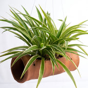 Spider Plant in Terracotta Bamboo shape Planter