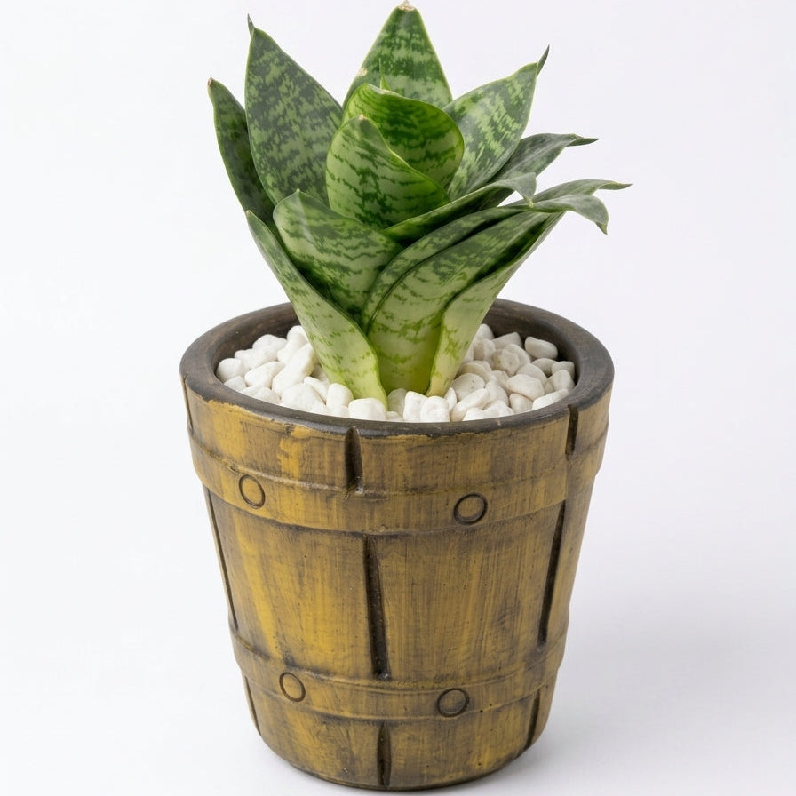 Snake dwarf in Barrel Series Hand crafted Pot