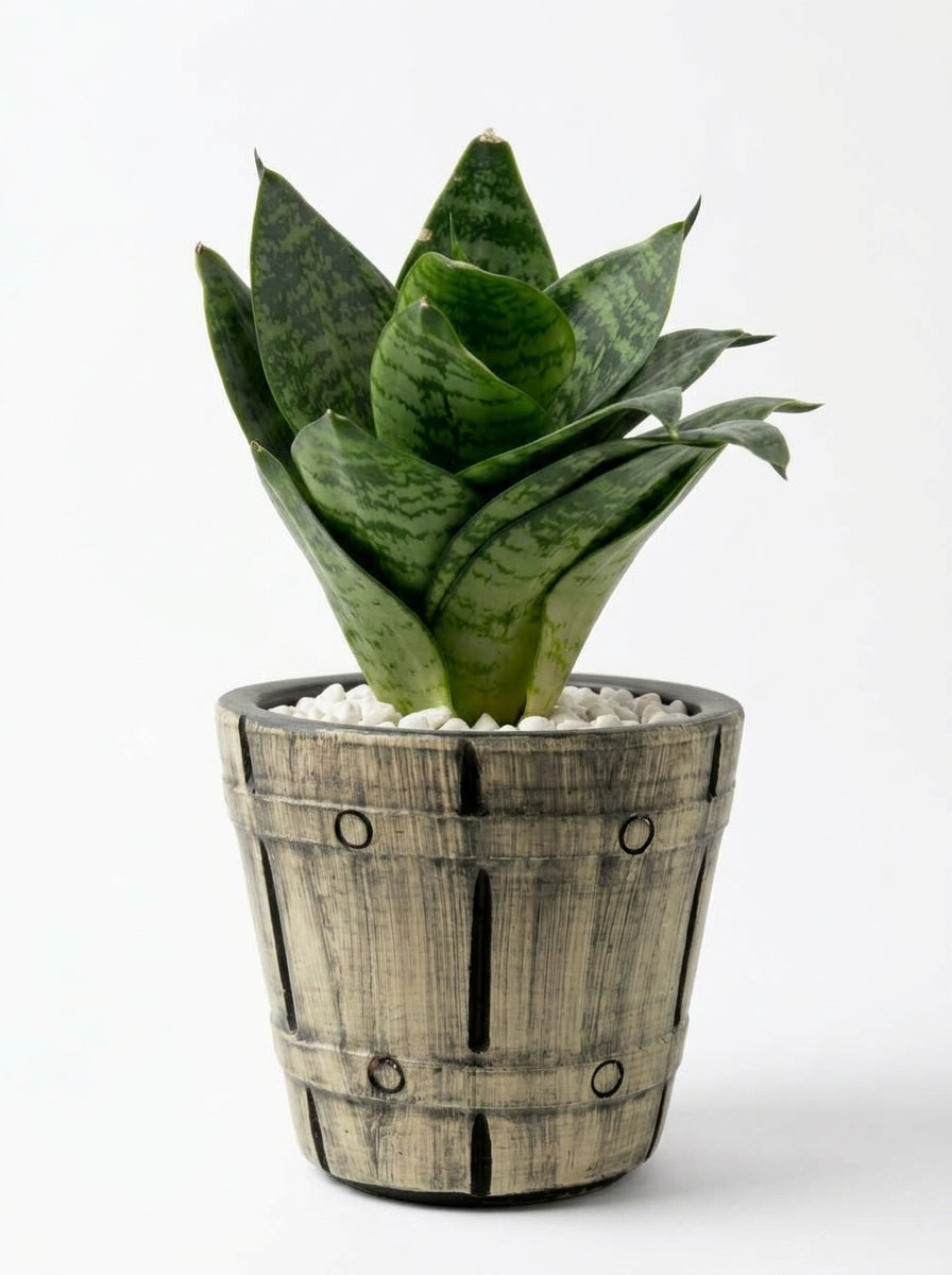 Snake dwarf in Barrel Series Hand crafted Pot