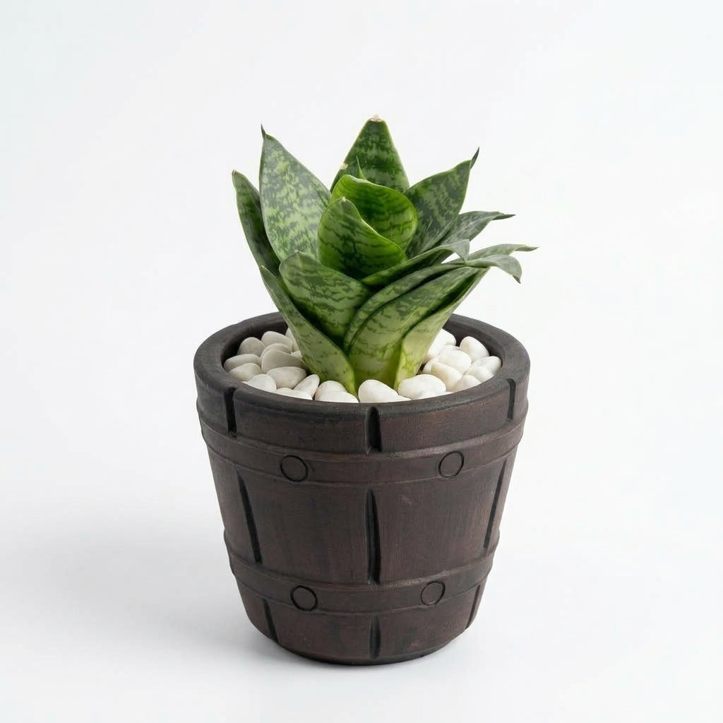 Snake dwarf in Barrel Series Hand crafted Pot