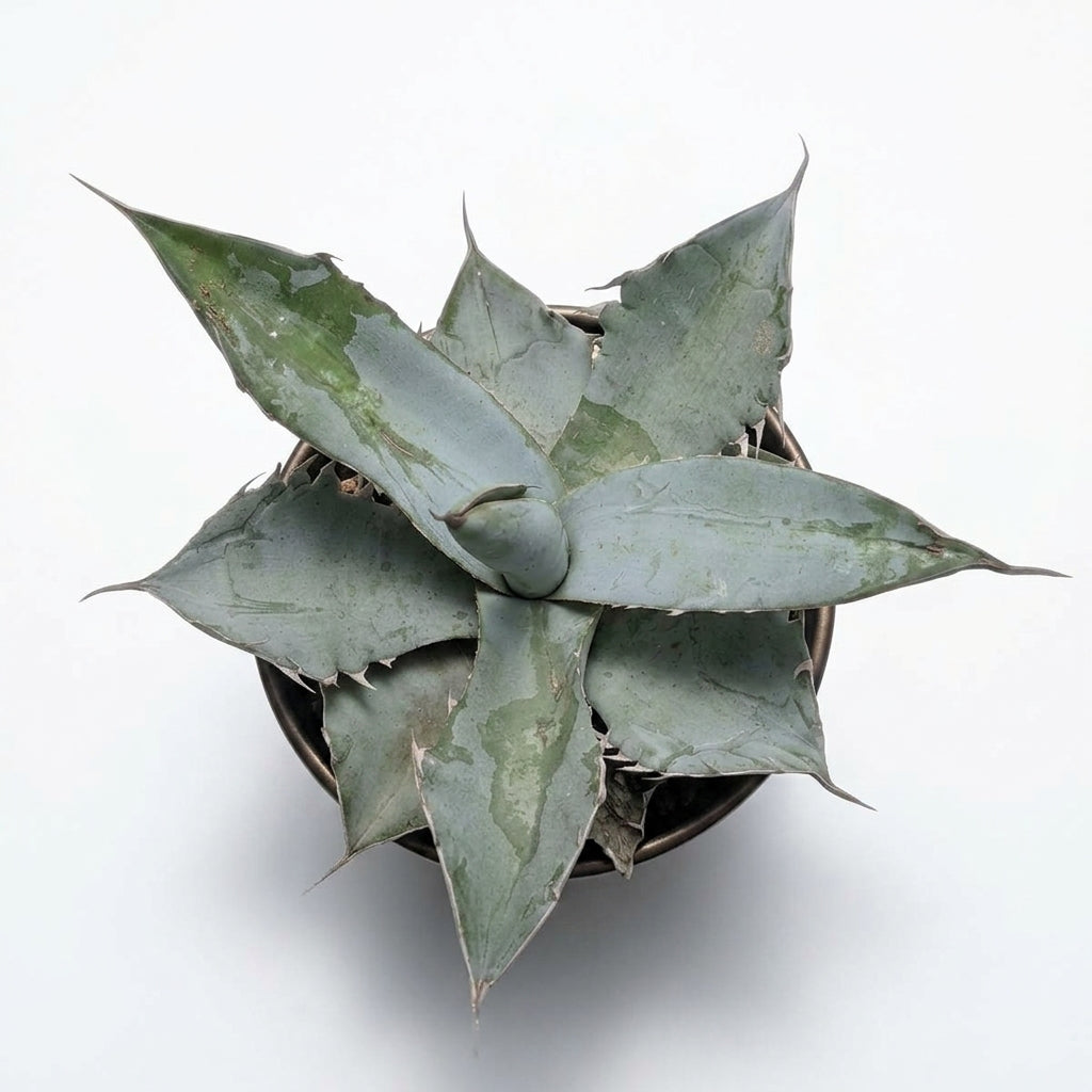Agave Parryi (Parry's Agave)