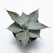 Agave Parryi (Parry's Agave)