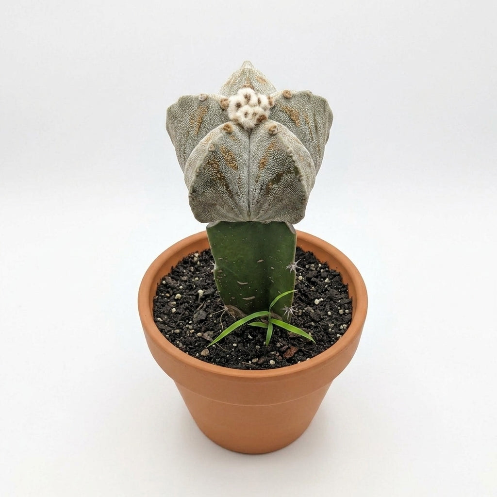 Astrophytum Bishop's cap