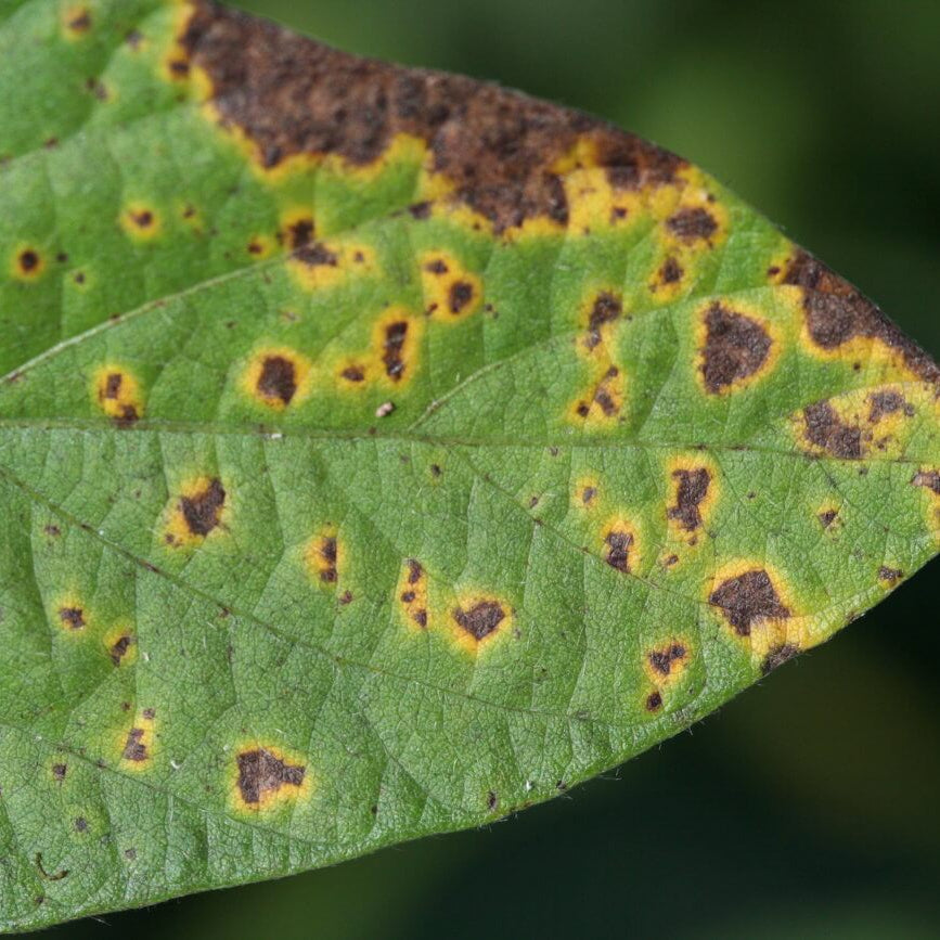 Brown spot