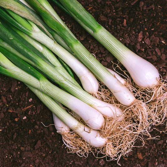 Bunching Onion