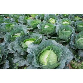 Cabbage