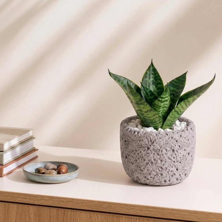 Handcafted Natura Pot with Snake Plant