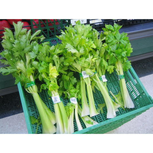 Celery