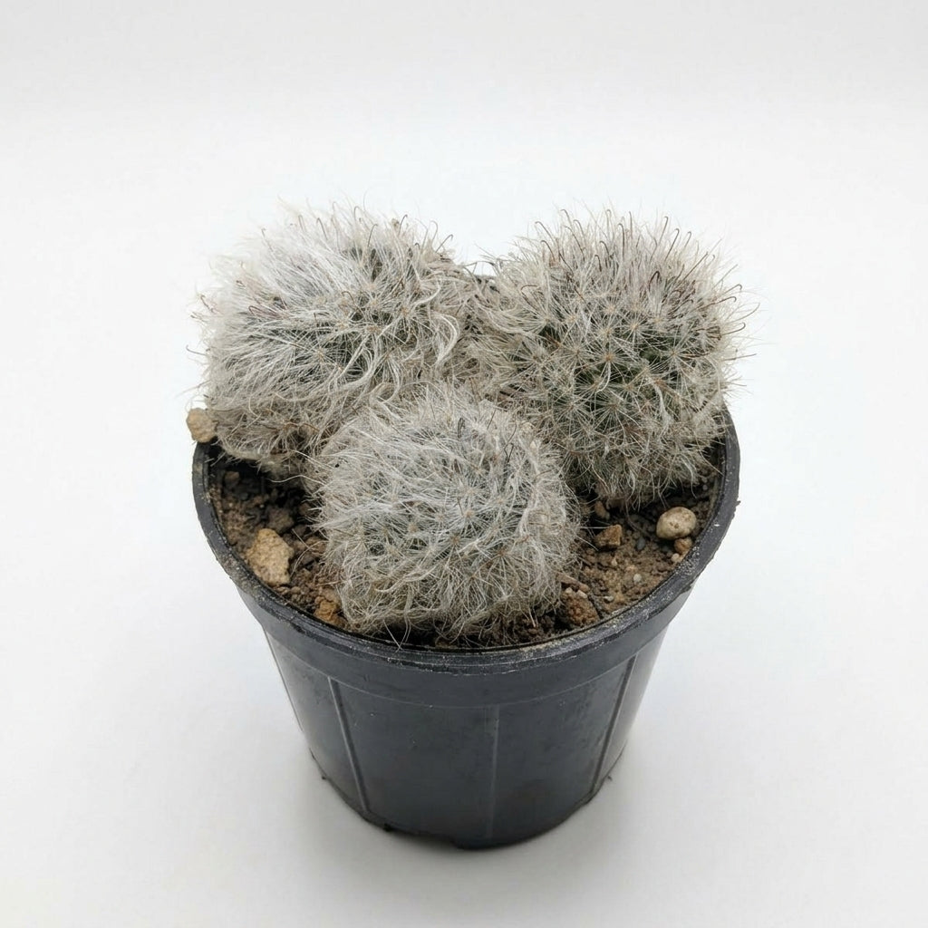 Old man catus Cephalocerues