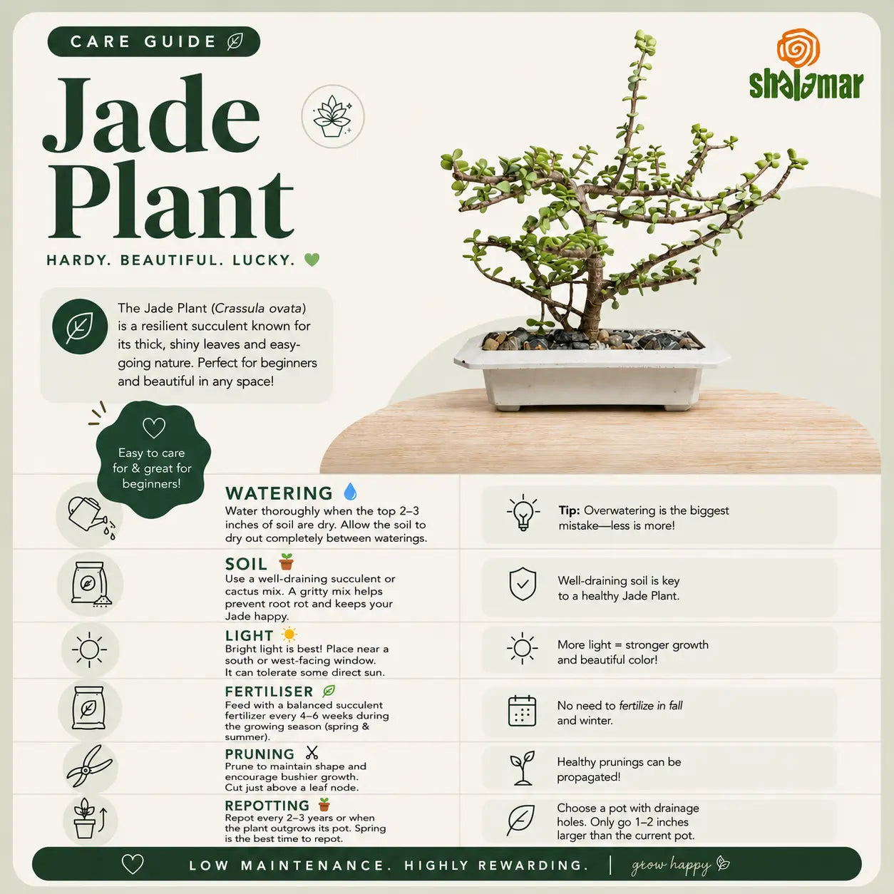 Lucky Jade Plant Bonsai
