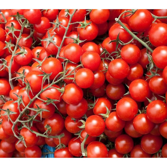 Cherry Tomato Red