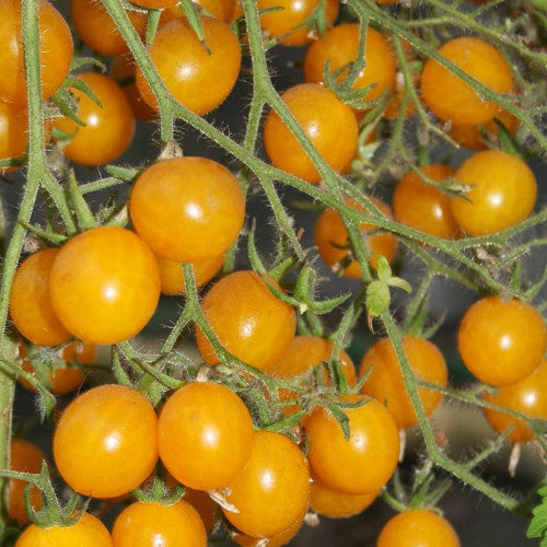 Cherry Tomato Yellow