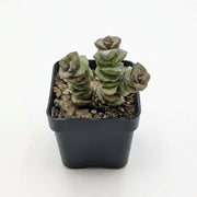 Crassula 'Buddha's Temple'