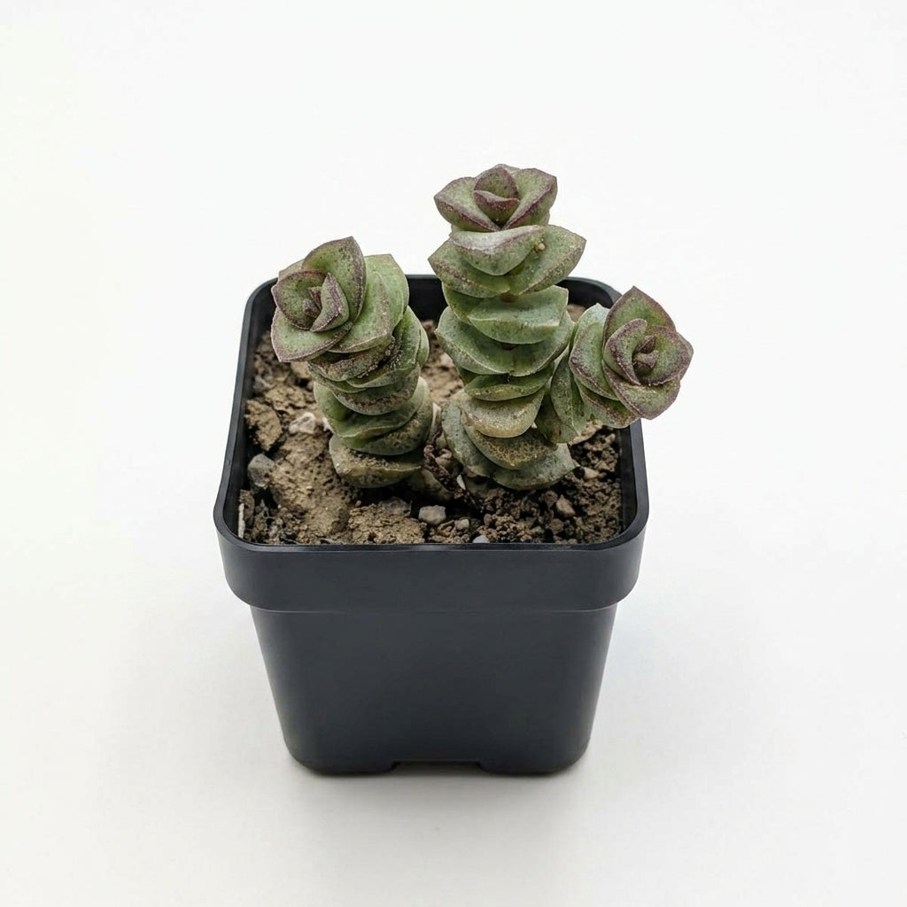 Crassula 'Buddha's Temple'