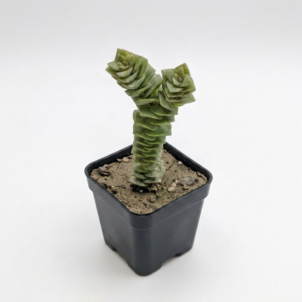 Crassula 'Buddha's Temple'