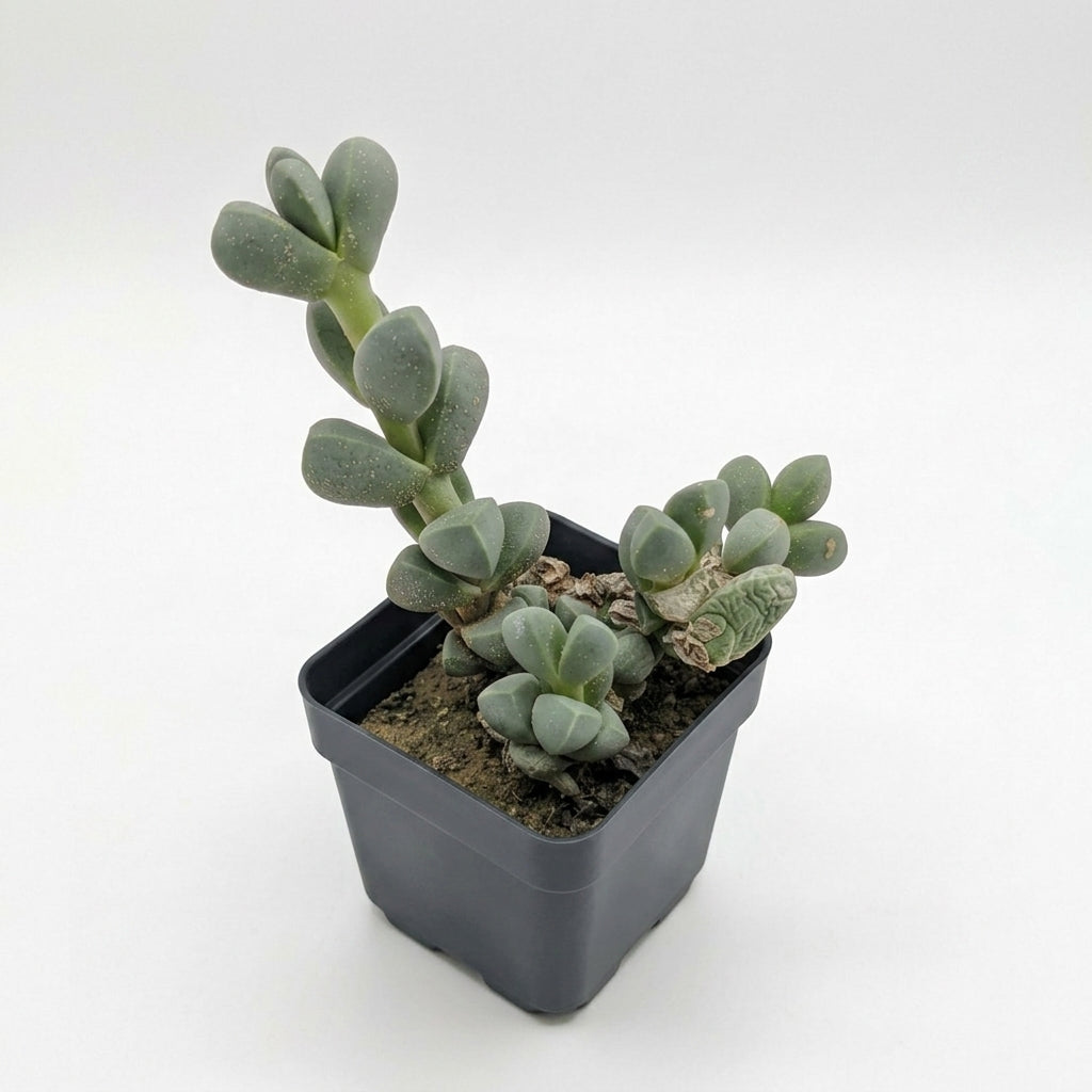 Gollum Jade