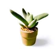 Crassula perfoliata Propellar small