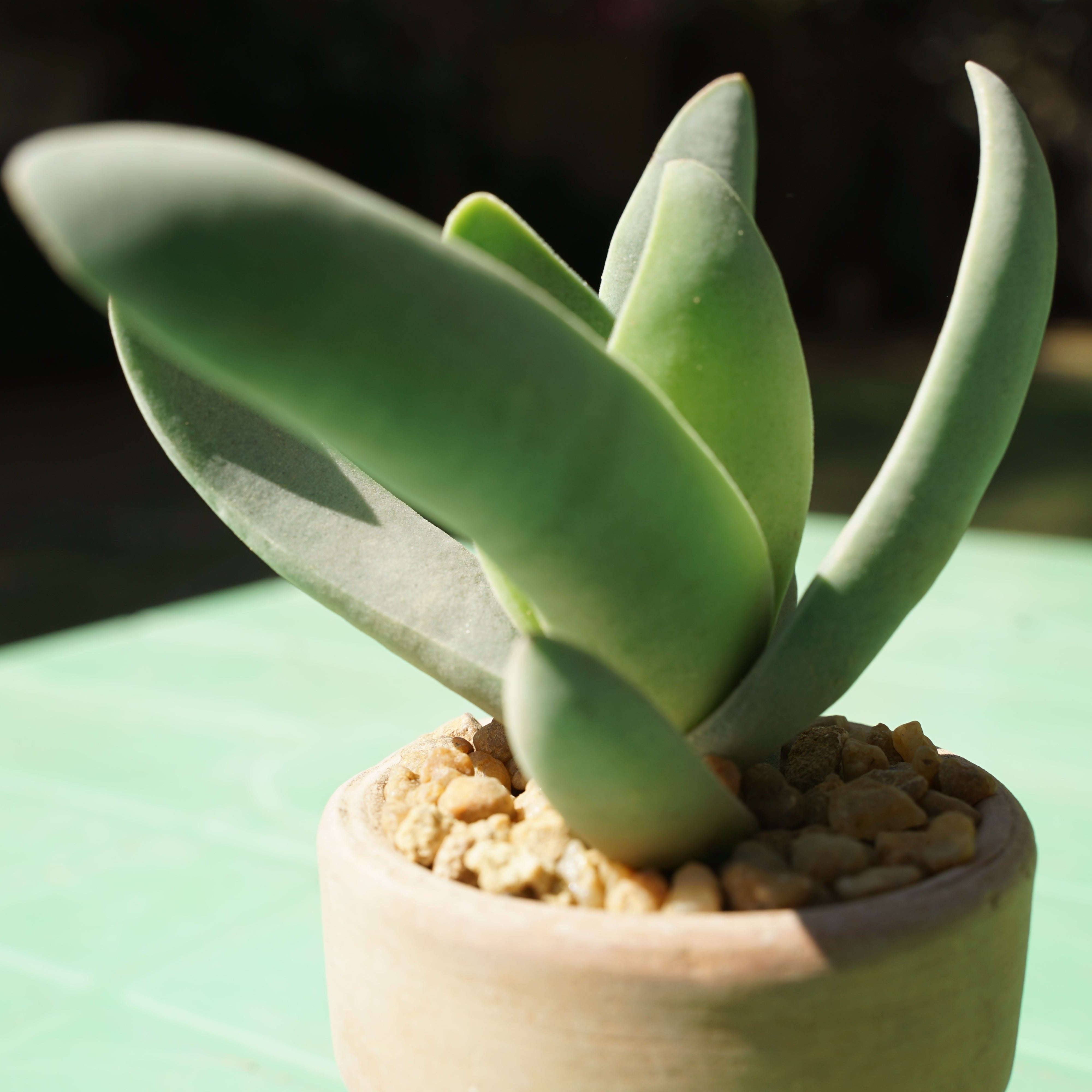 Crassula perfoliata Propellar small