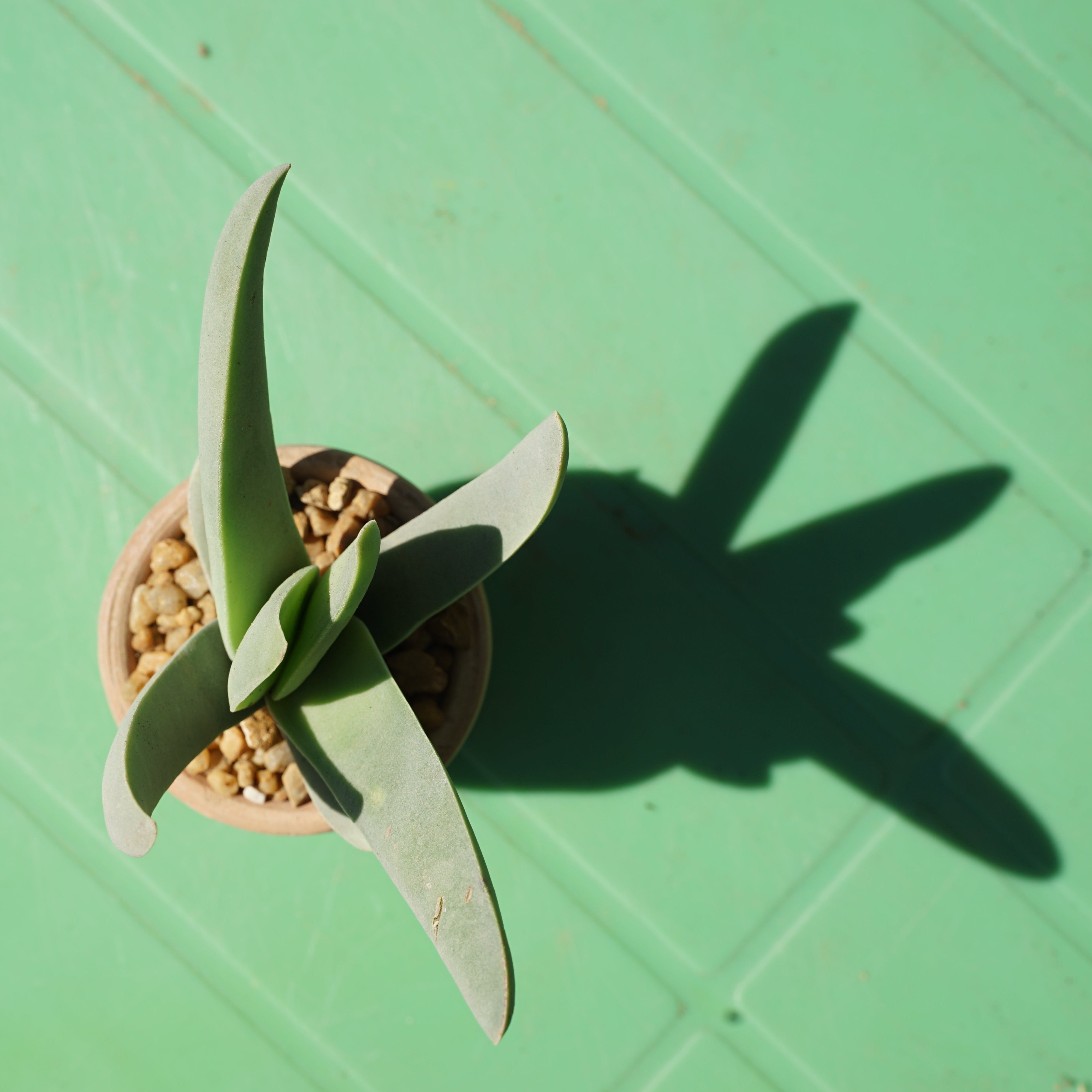 Crassula perfoliata Propellar small