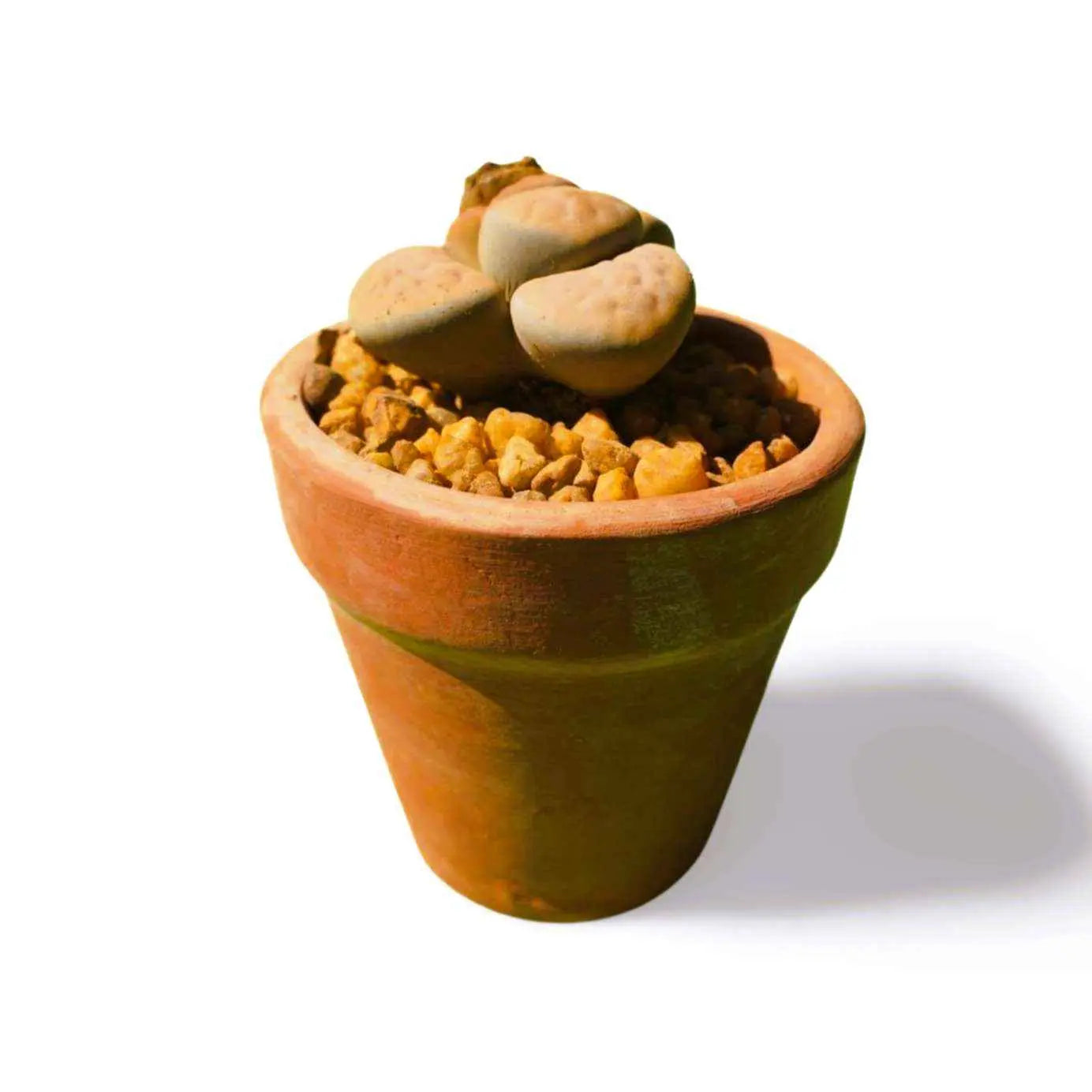 Lithops