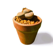 Lithops