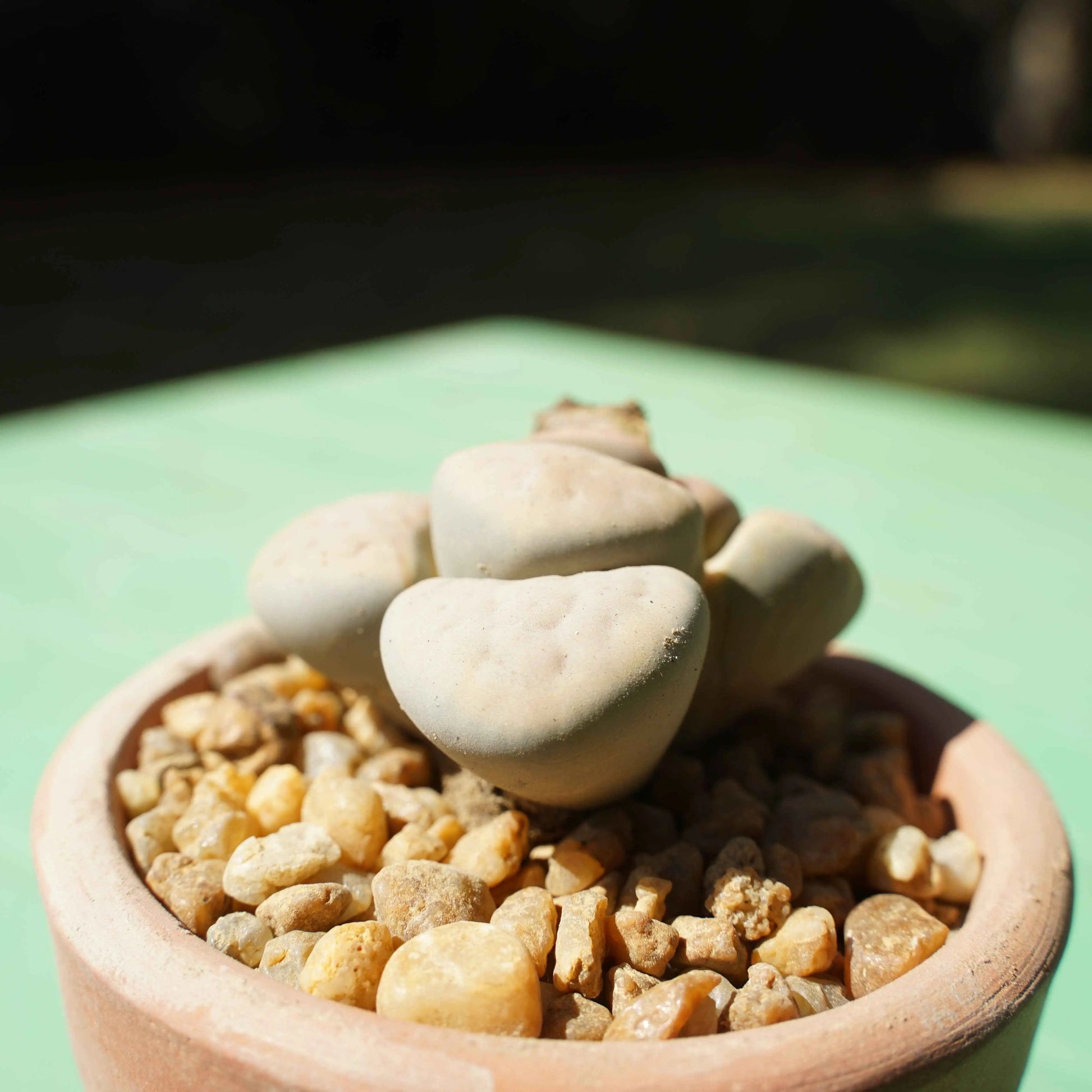 Lithops