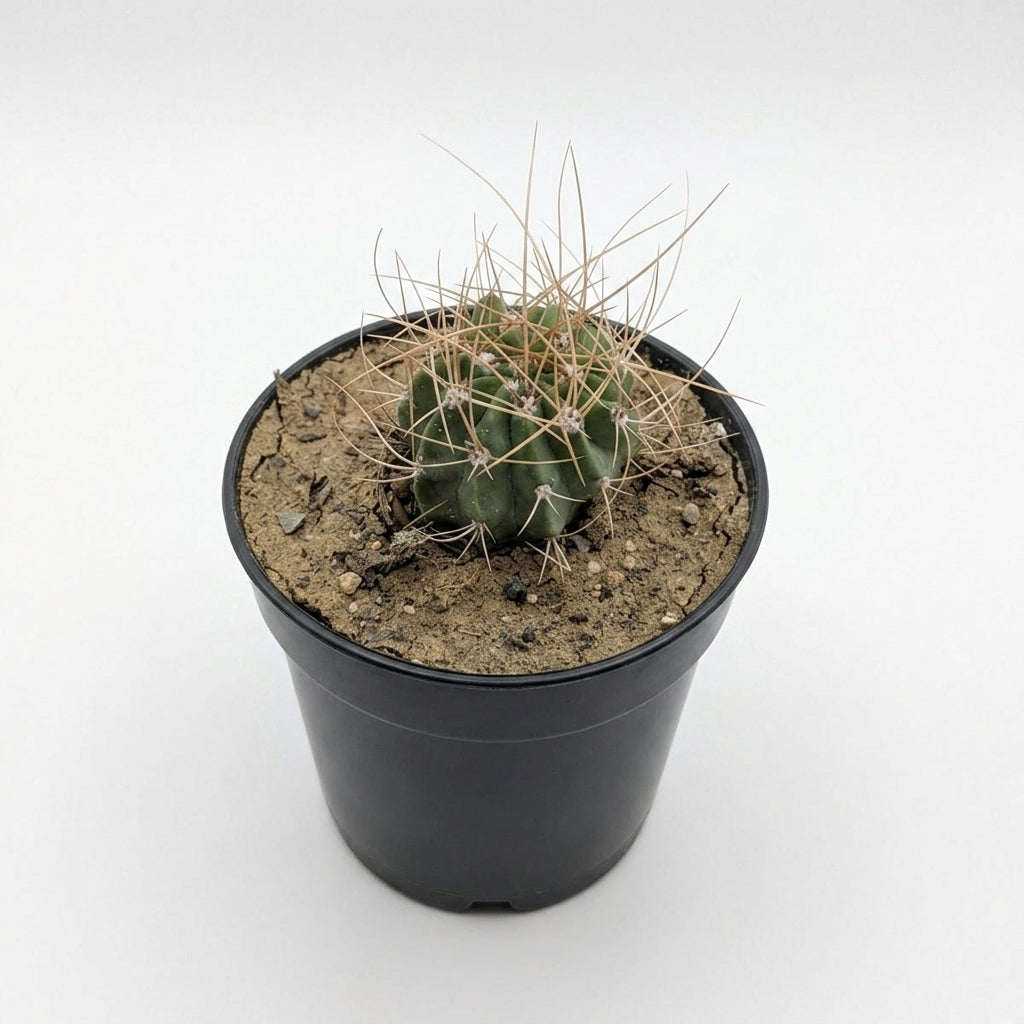 Echinocereus sp. (Hedgehog Cactus)
