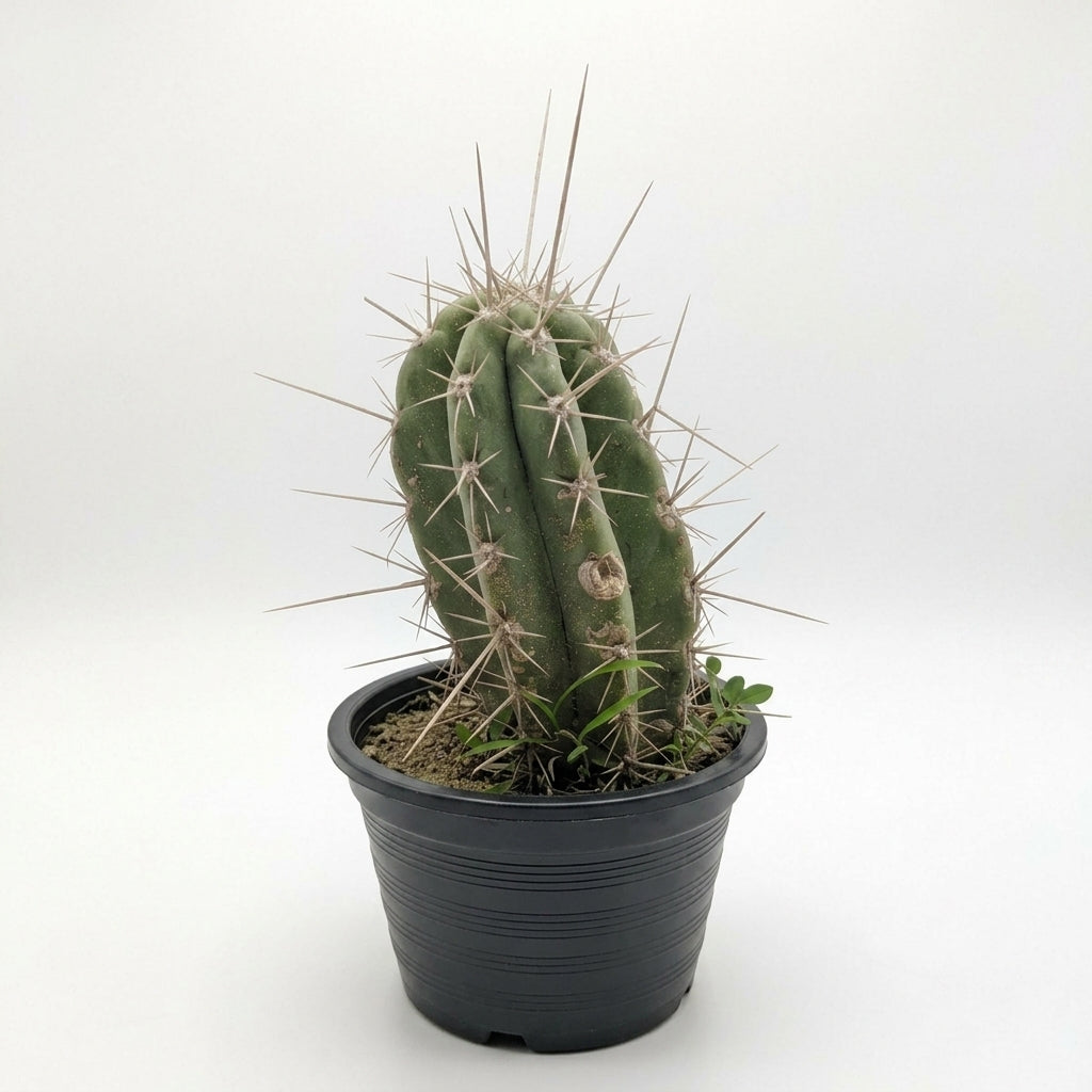 Trichocereus San Pedro