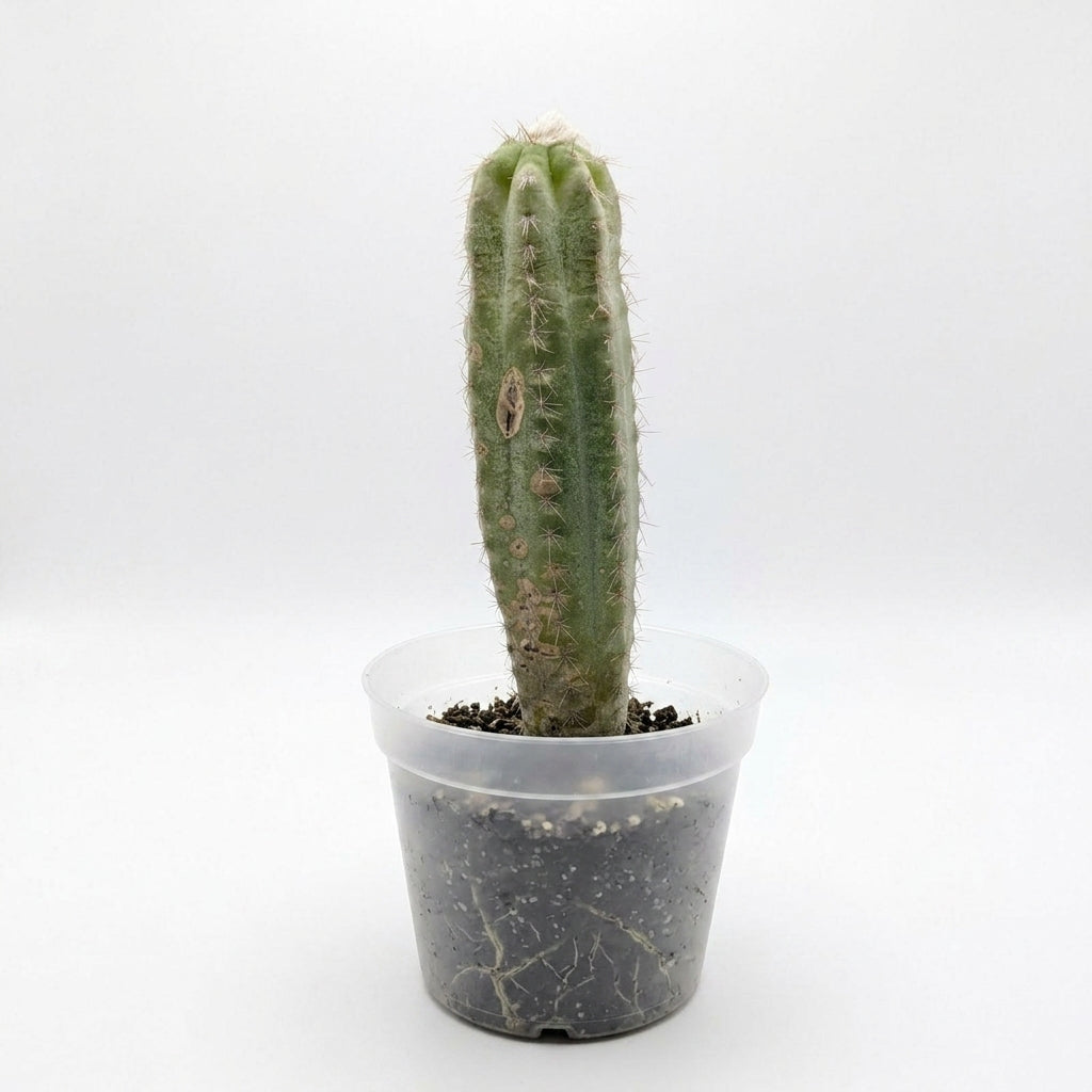 Trichocereus San Pedro