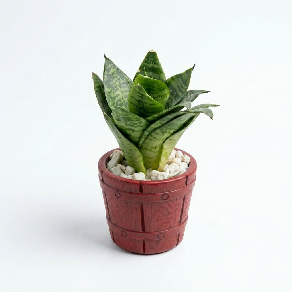 Snake dwarf in Barrel Series Hand crafted Pot