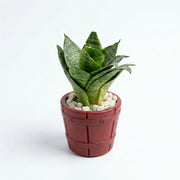 Snake dwarf in Barrel Series Hand crafted Pot