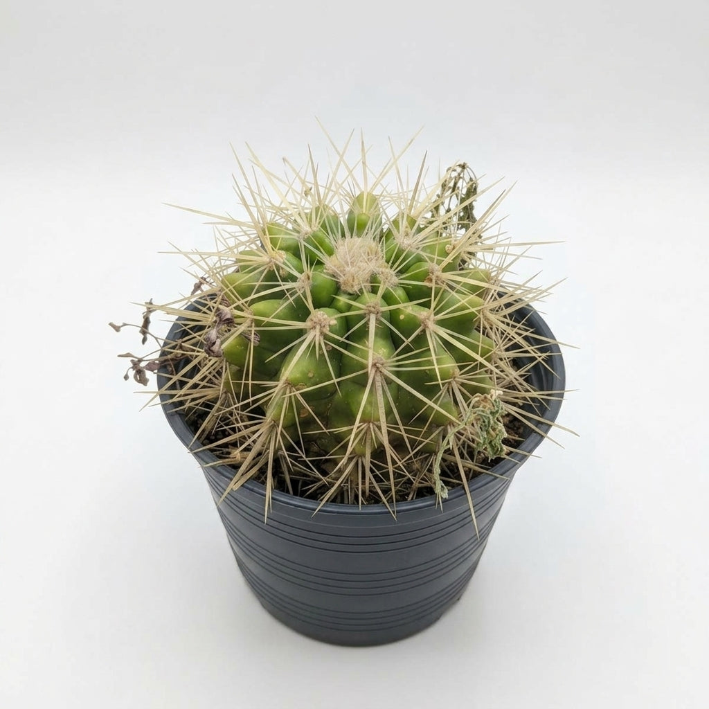 Ferocactus sp. (Barrel Cactus)