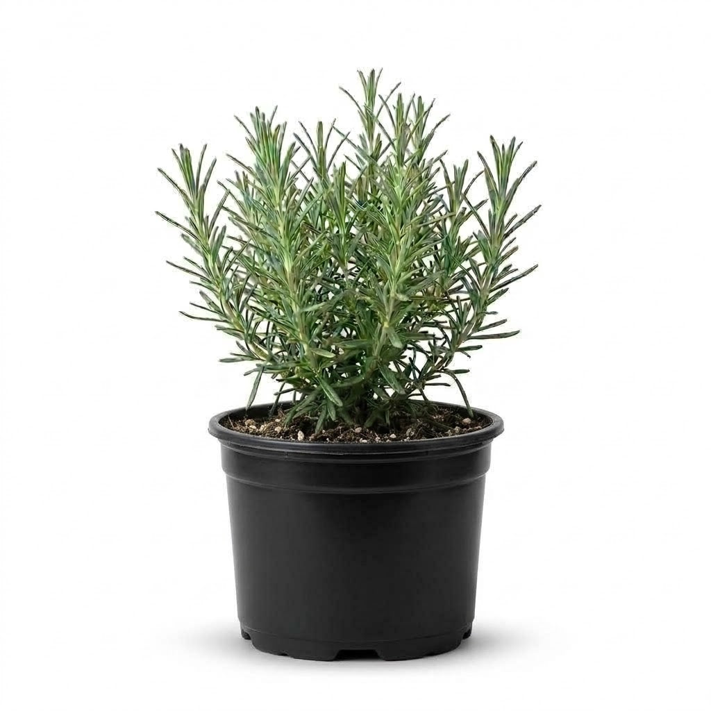 Lavender Plant