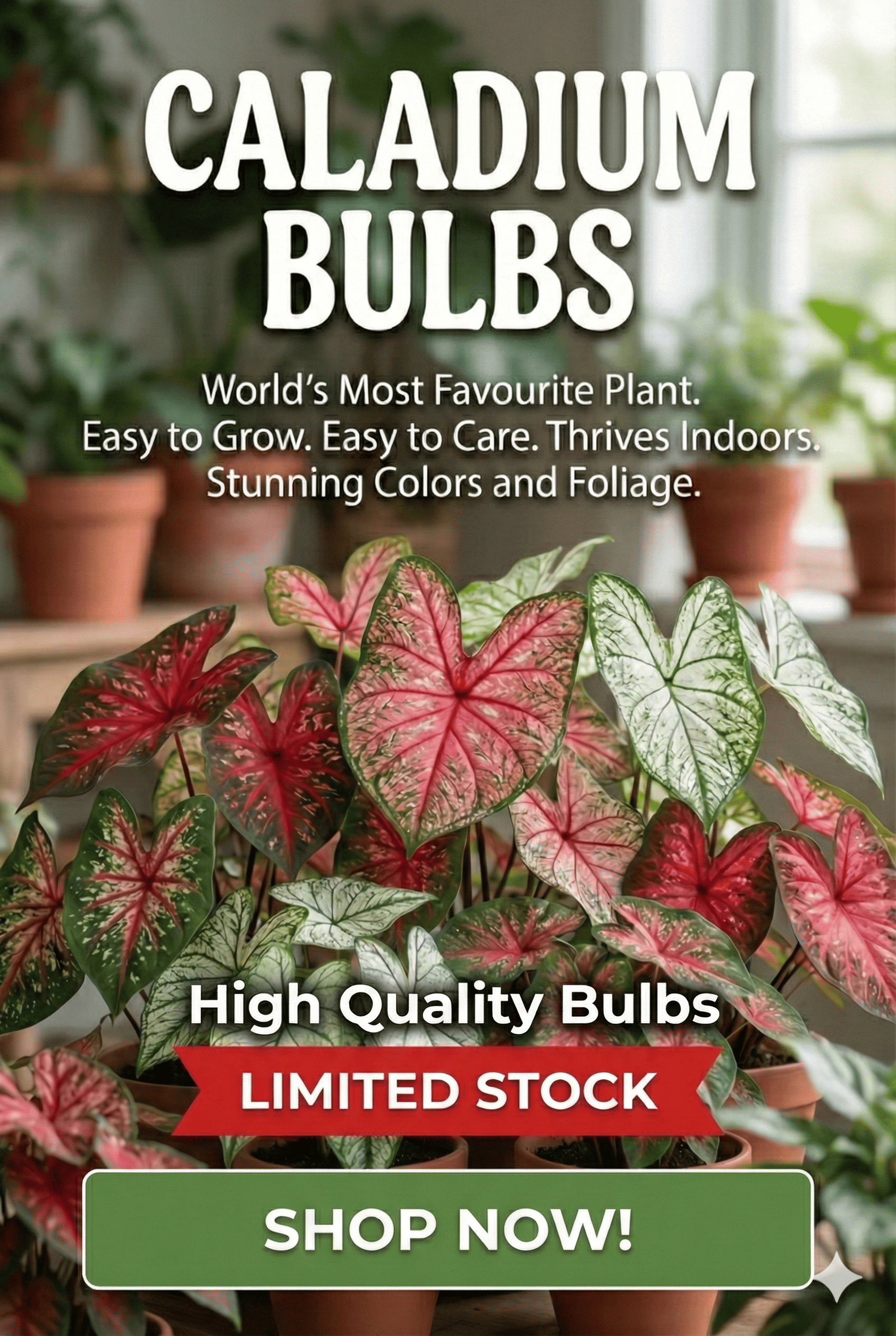 custom-slideshow-image-mobile-block_Ta7WA9