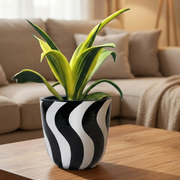 Snake Plant Sensaveria Golden Flame