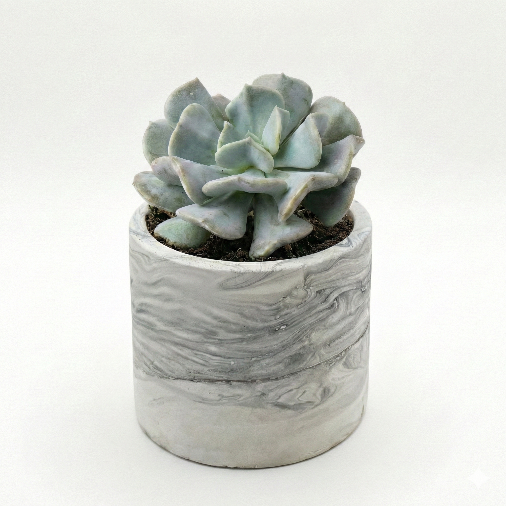 Echeveria cubicfrost in marble texture pot