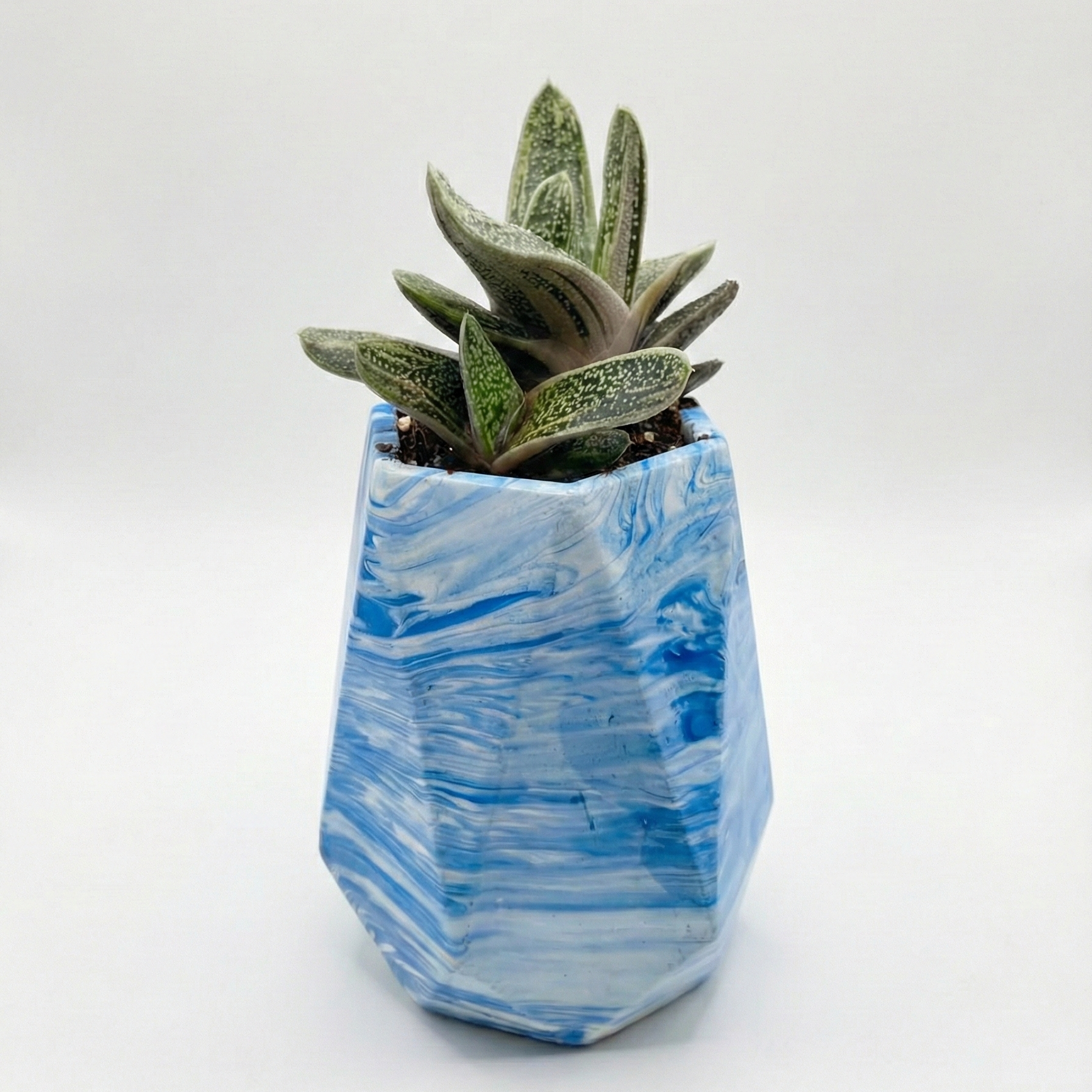 Gasteria in Marble Textured Vase